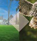 [Les Estivales du Patrimoine] Visite au Château de Dolbeau et spectacle de rapaces en vol libre image au format JPG