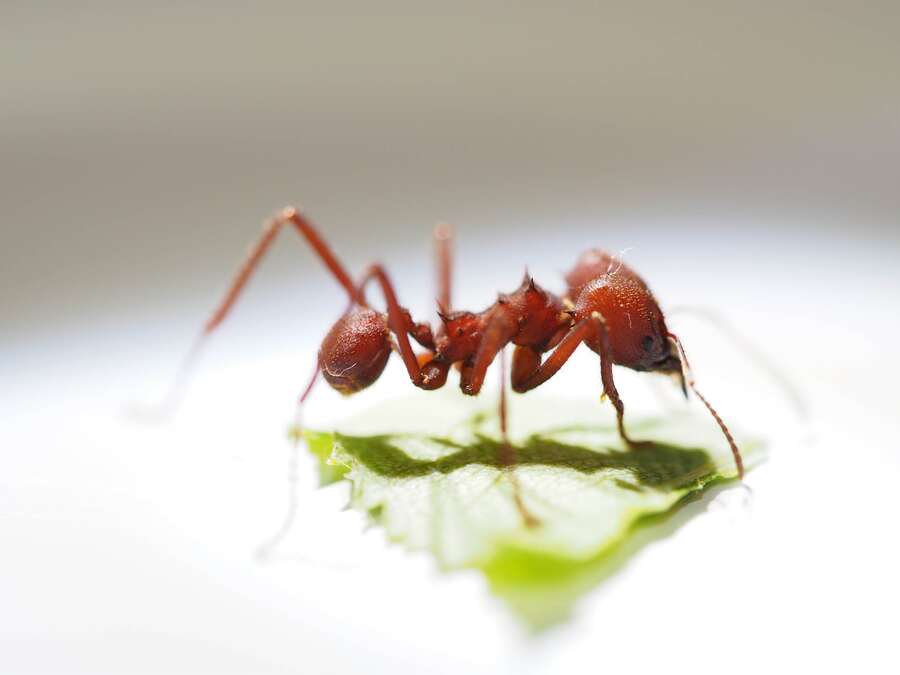Illustration Atelier - La vie des fourmis. 8 - 11 ans