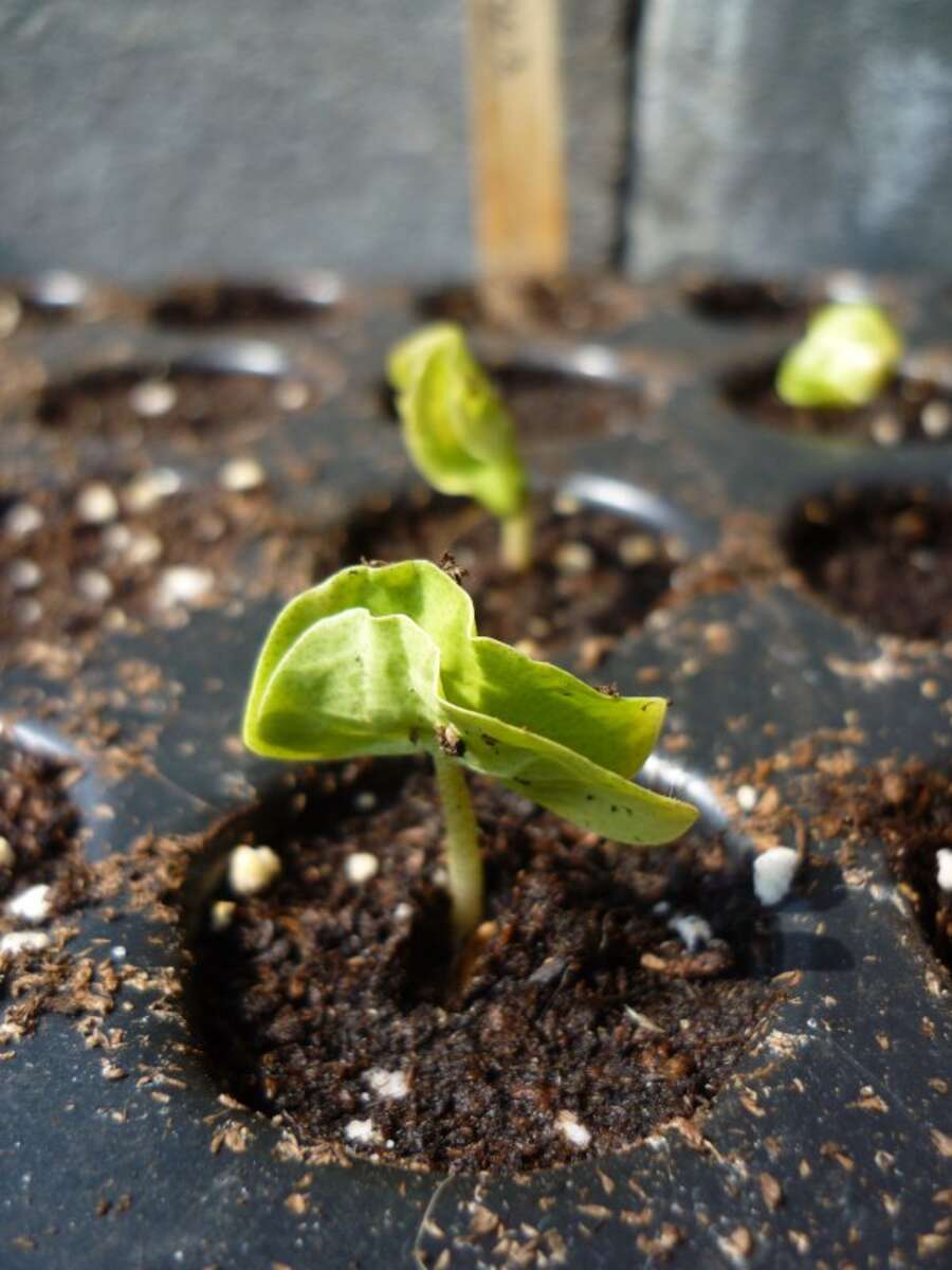 Photo de l'événement Atelier de jardinage de saison au potager de La Gloriette à Parc de la Gloriette
