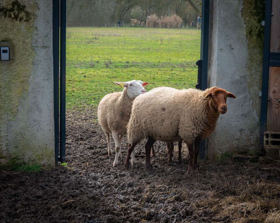 Photo de l'événement Découverte des cheptels de La Gloriette à Parc de la Gloriette