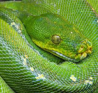 Illustration Atelier - Serpents