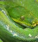 Illustration Atelier - Serpents