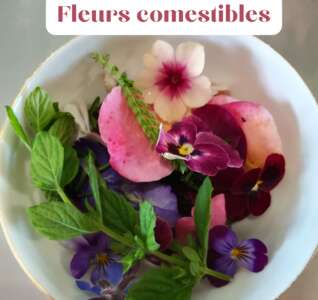 Illustration Dégustation commentée Les fleurs comestibles