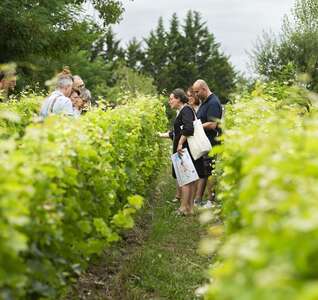 Illustration Marmoutier : de la vigne au verre