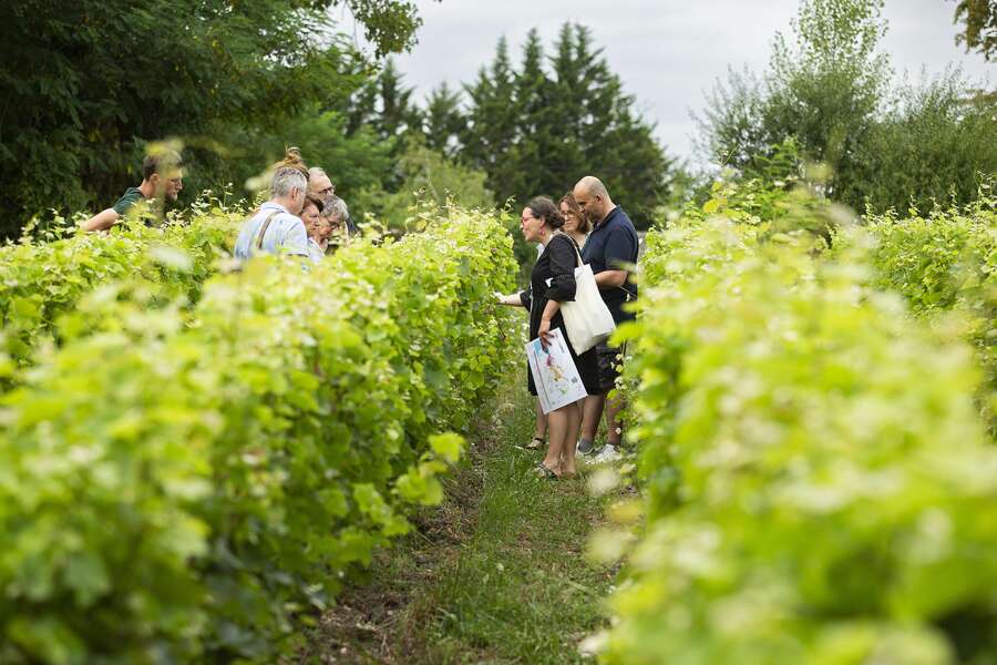 Photo de l'événement Marmoutier : de la vigne au verre à Rue Jacques Borgnet 37100 Tours, France