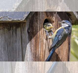 Illustration Atelier de construction de nichoirs pour les oiseaux avec la LPO