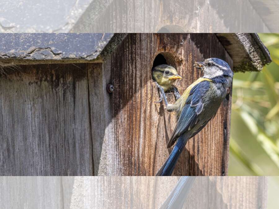 Photo de l'événement Atelier de construction de nichoirs pour les oiseaux avec la LPO à 7 Rue des Bordiers 37100 Tours, France