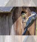 Illustration Atelier de construction de nichoirs pour les oiseaux avec la LPO