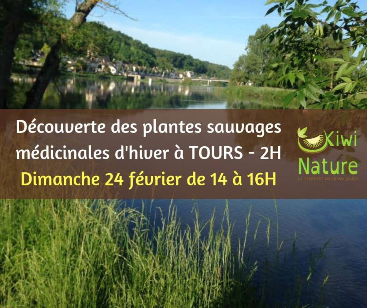 Photo de l'événement Les plantes sauvages médicinales des bords de Loire à Tours (37) à Bord de Loire à Tours