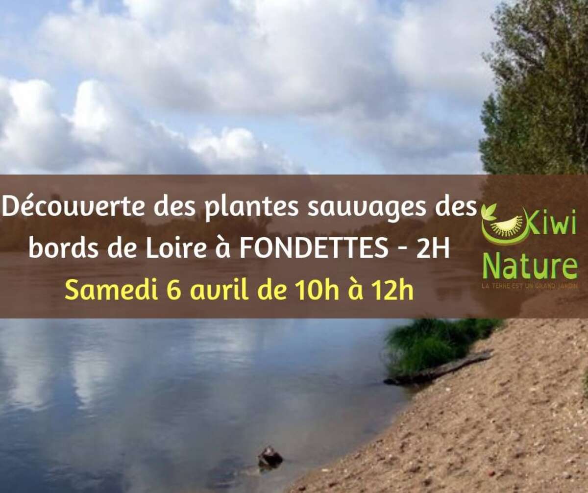 Photo de l'événement Découverte des plantes sauvages de Loire à Fondettes à Place Jean Brault, 37230 Fondettes
