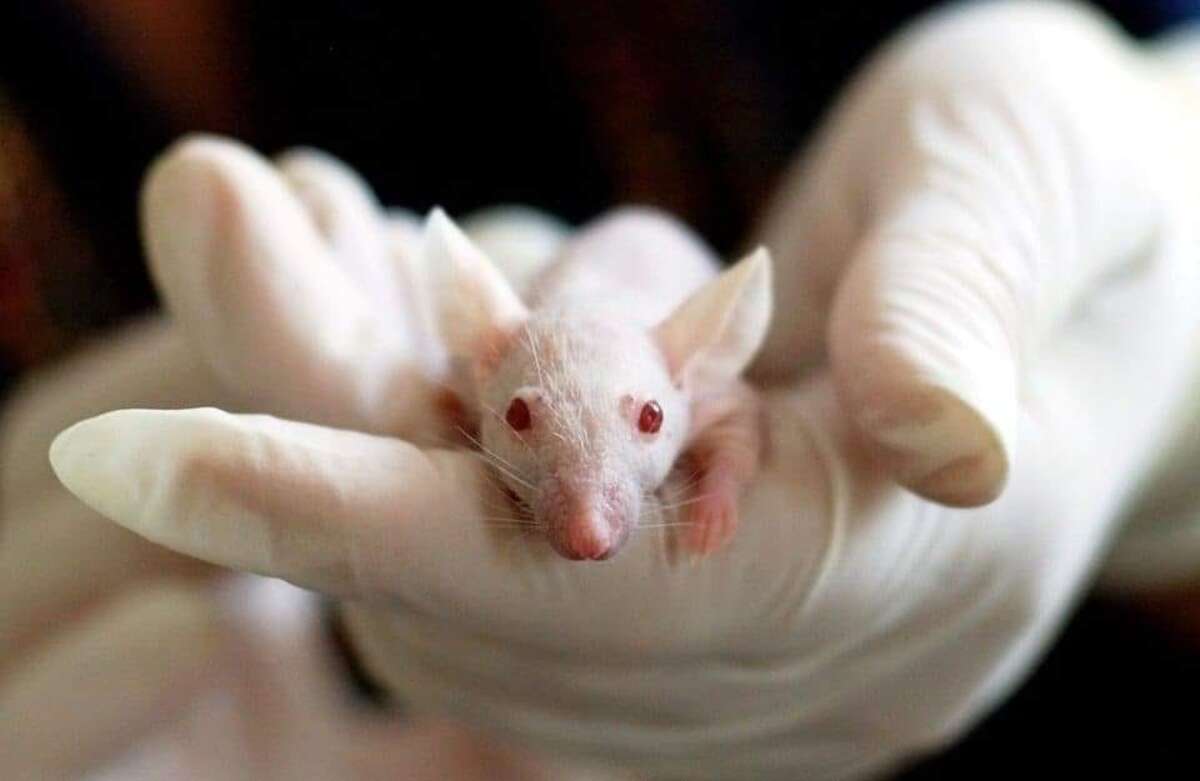 Photo de l'événement Ciné-Débat : Expérimentation Animale, De Quel Droit ? à cinémas STUDIO