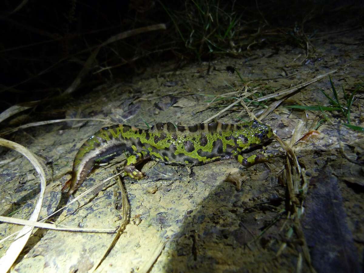 Photo de l'événement A la découverte des amphibiens à Sepant