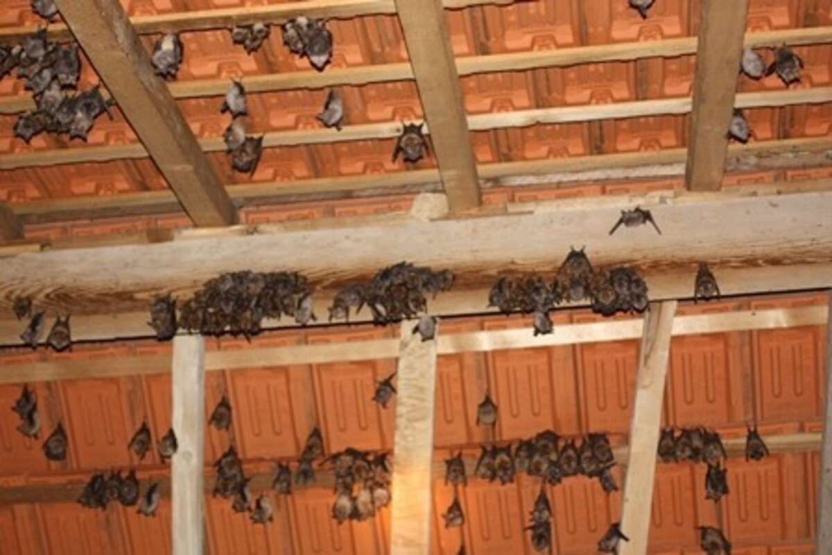 Photo de l'événement Nuit Internationale de la chauve-souris à La Gloriette