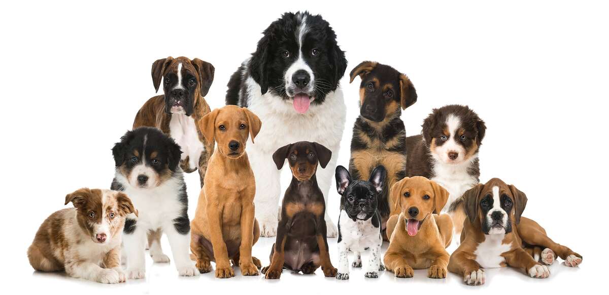 Illustration SALON DU CHIOT Montlouis Sur Loire