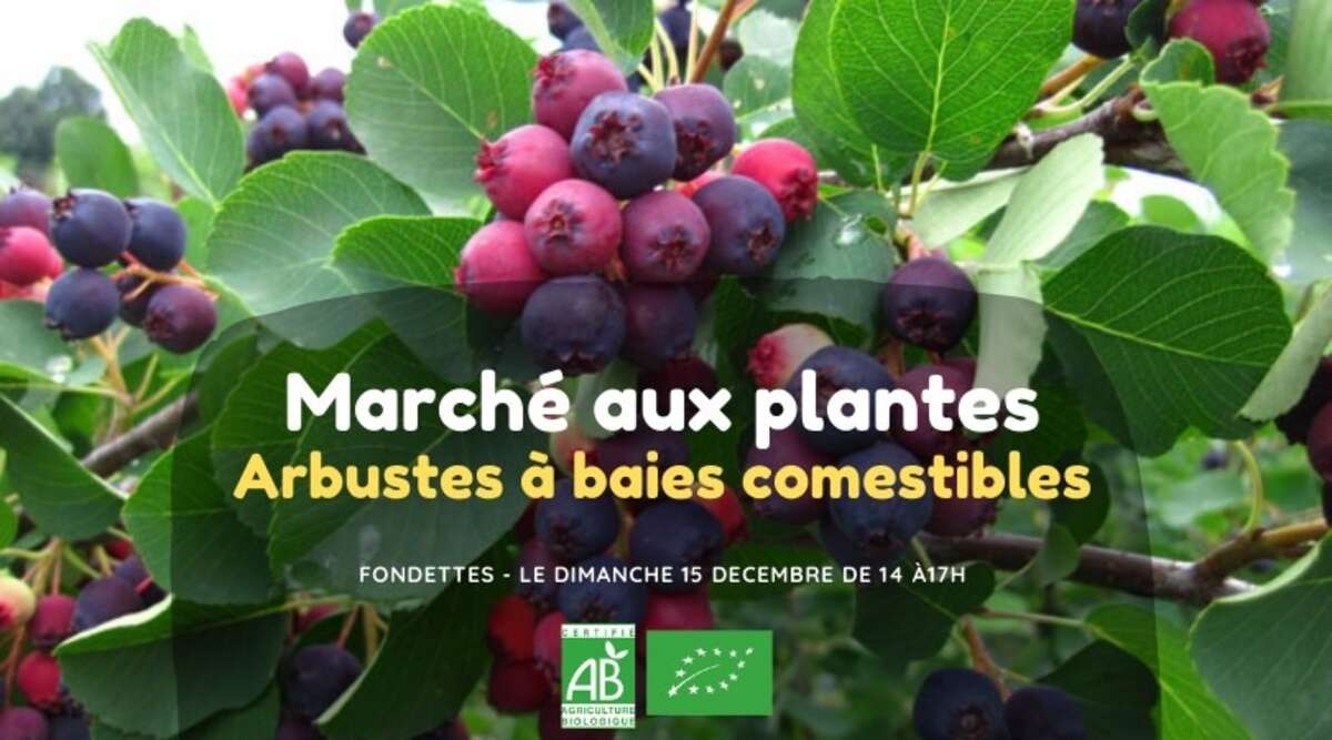 Photo de l'événement Marché aux plantes comestibles - Arbustes à Baies à La pépinière comestible