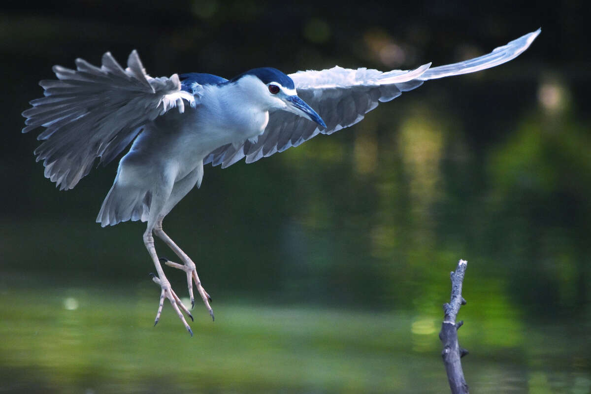 Photo de l'événement Balade nature - Apéro : Une héronnière extraordinaire à Lac de la Bergeonnerie
