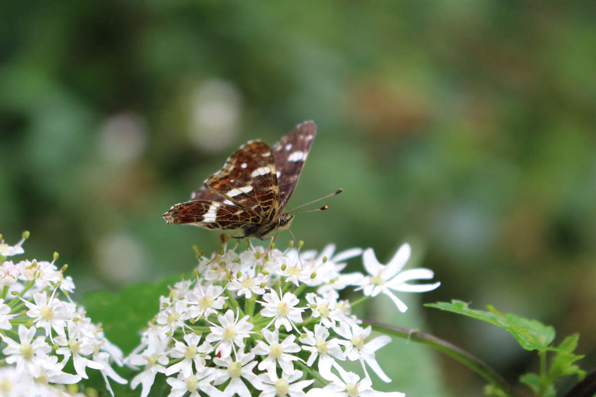 Photo de l'événement Balade nature dans les basses vallées de la Vienne à Thizay
