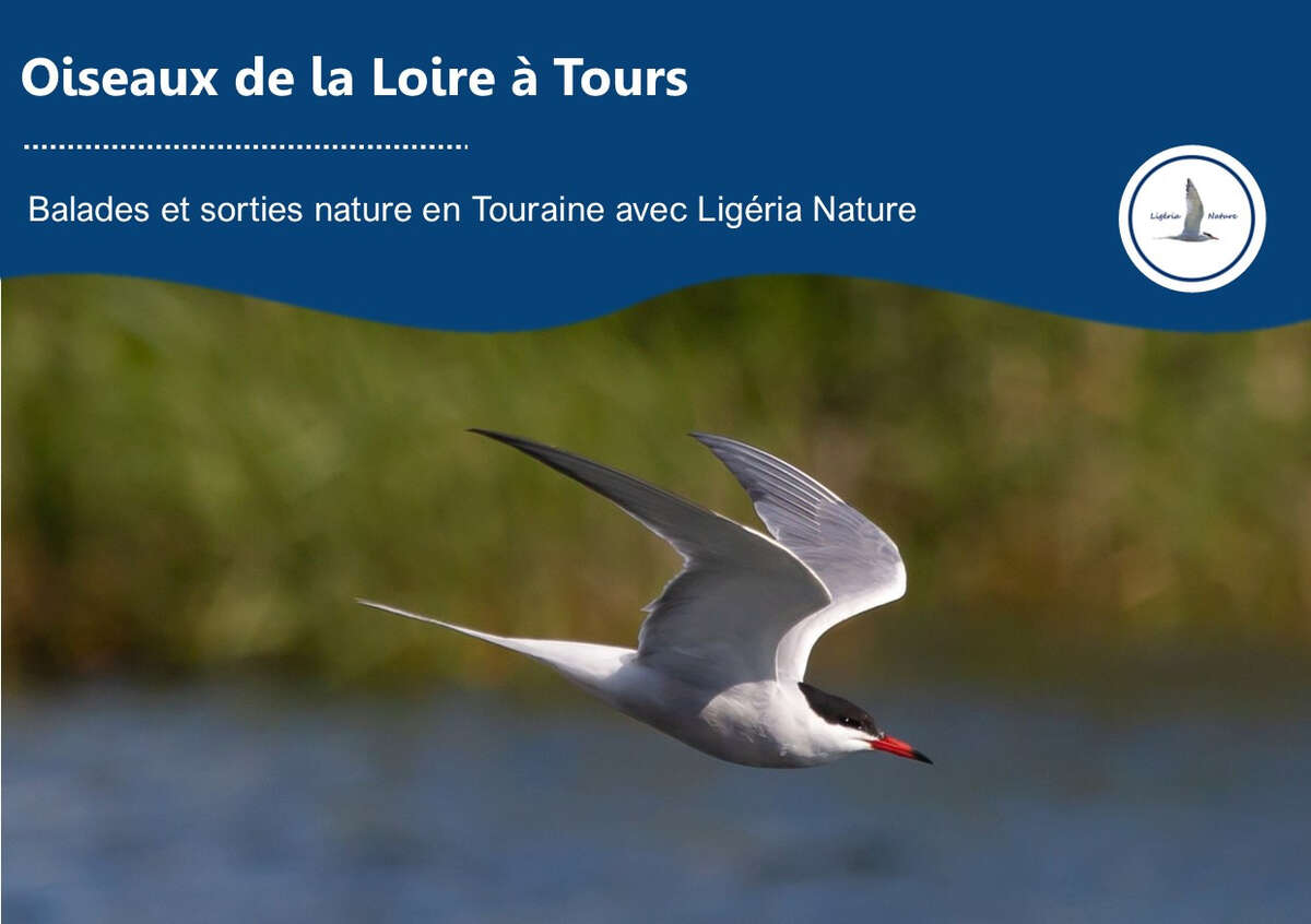 Photo de l'événement Oiseaux de la Loire à Tours à Tours