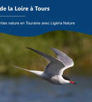 Miniature de l'événement Oiseaux de la Loire à Tours