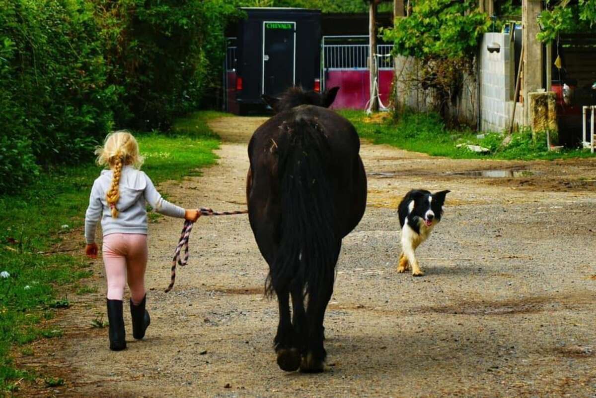 Photo de l'événement Portes Ouvertes Les Crins de Django à Les Crins de Django