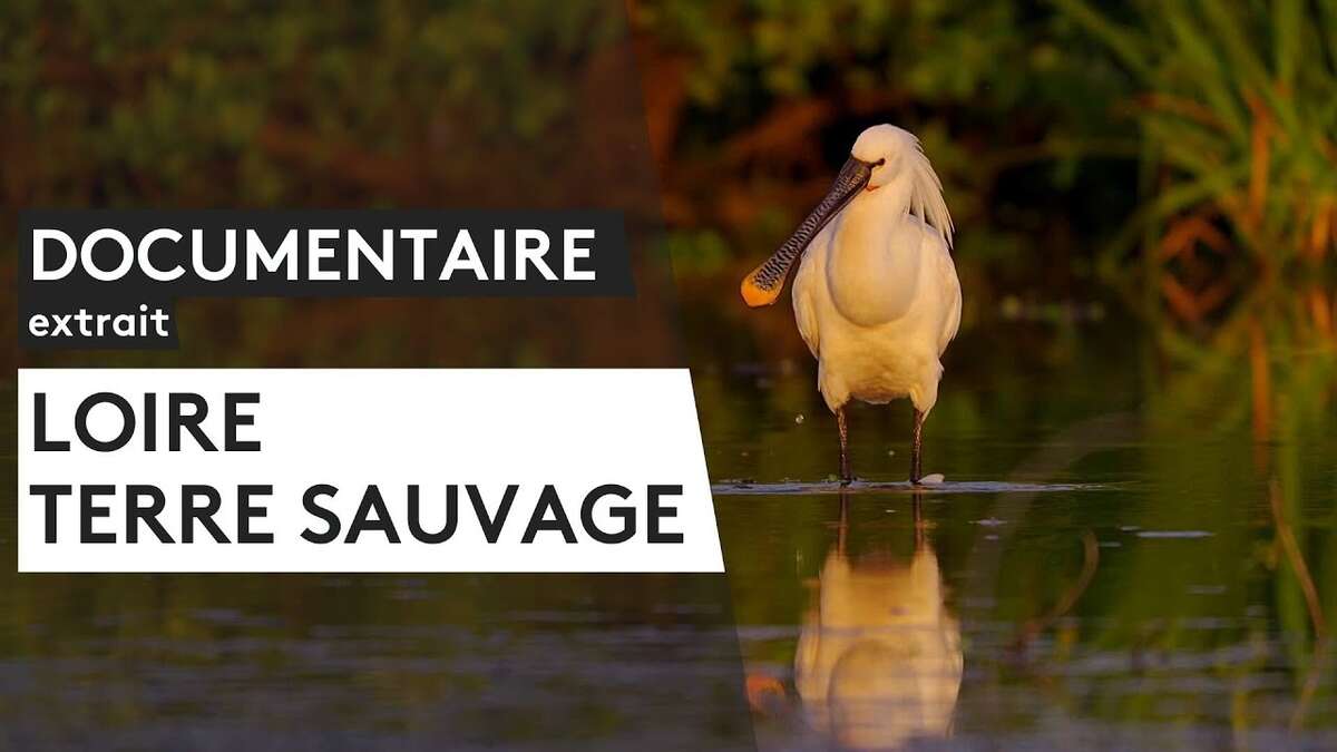 Photo de l'événement Projection plein aire - Loire : Terre Sauvage de Nicolas Goudeau-Monvois à Tours sur Plage